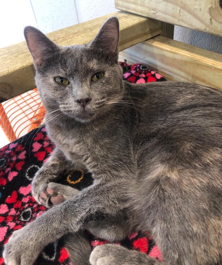 Pia, Adoptable, Adult Female Domestic Short Hair.