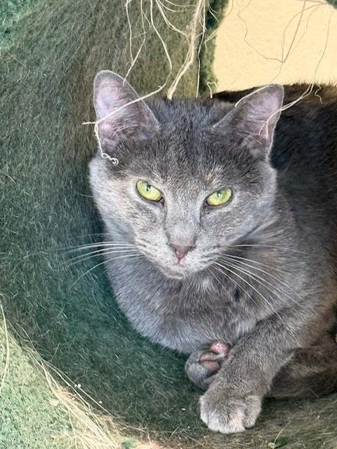 Enlarge Pia, a Adoptable mixed breed in Dalton, GA image 1/3