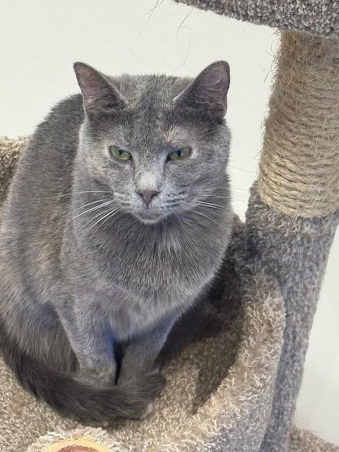 Enlarge Pia, a Adoptable mixed breed in Dalton, GA image 2/3