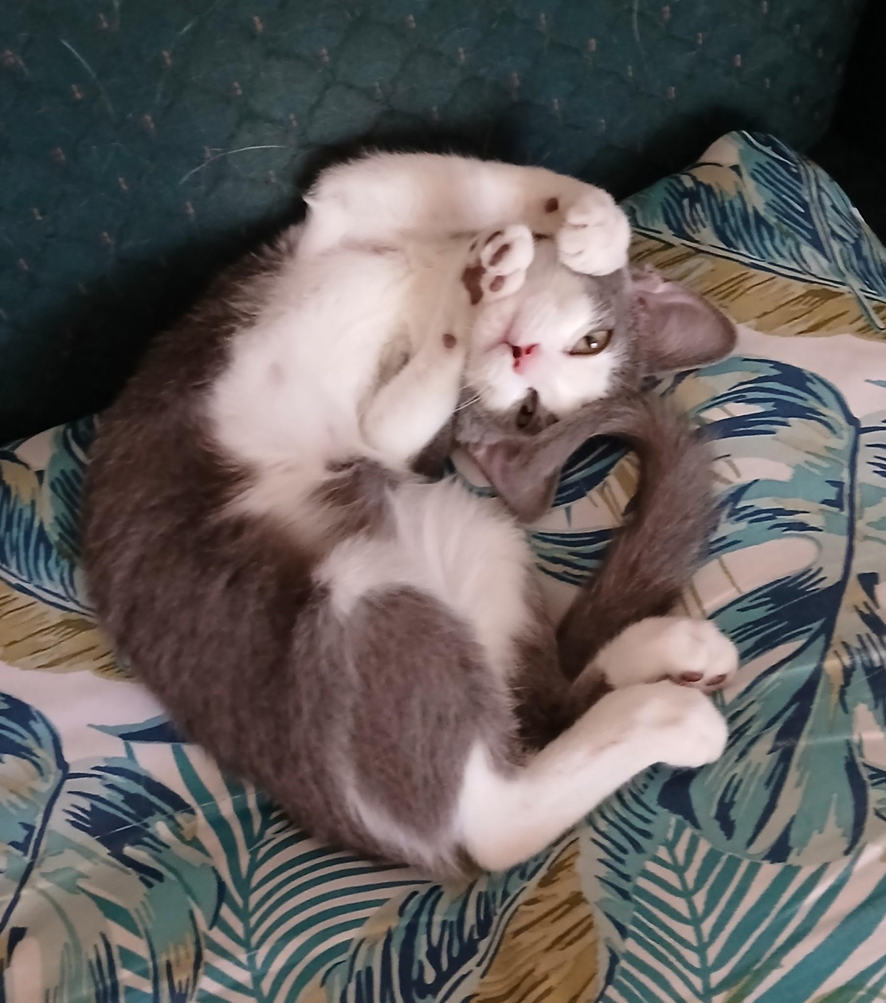 Enlarge Violet - Sweetheart needs a playful feline in new home, a Adoptable Domestic Short Hair in Macomb, MI image 4/6