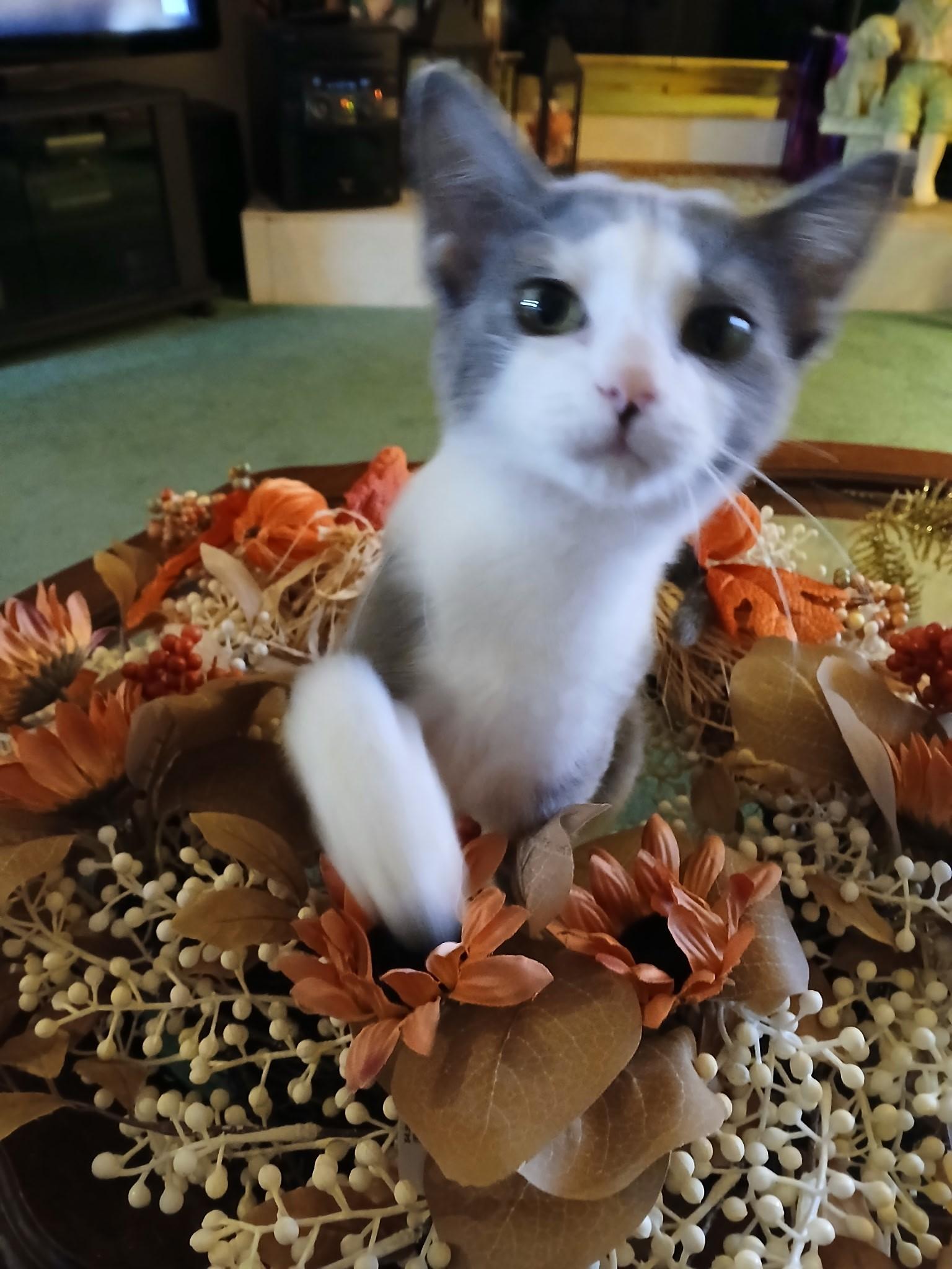 Enlarge Violet - Sweetheart needs a playful feline in new home, a Adoptable Domestic Short Hair in Macomb, MI image 3/6