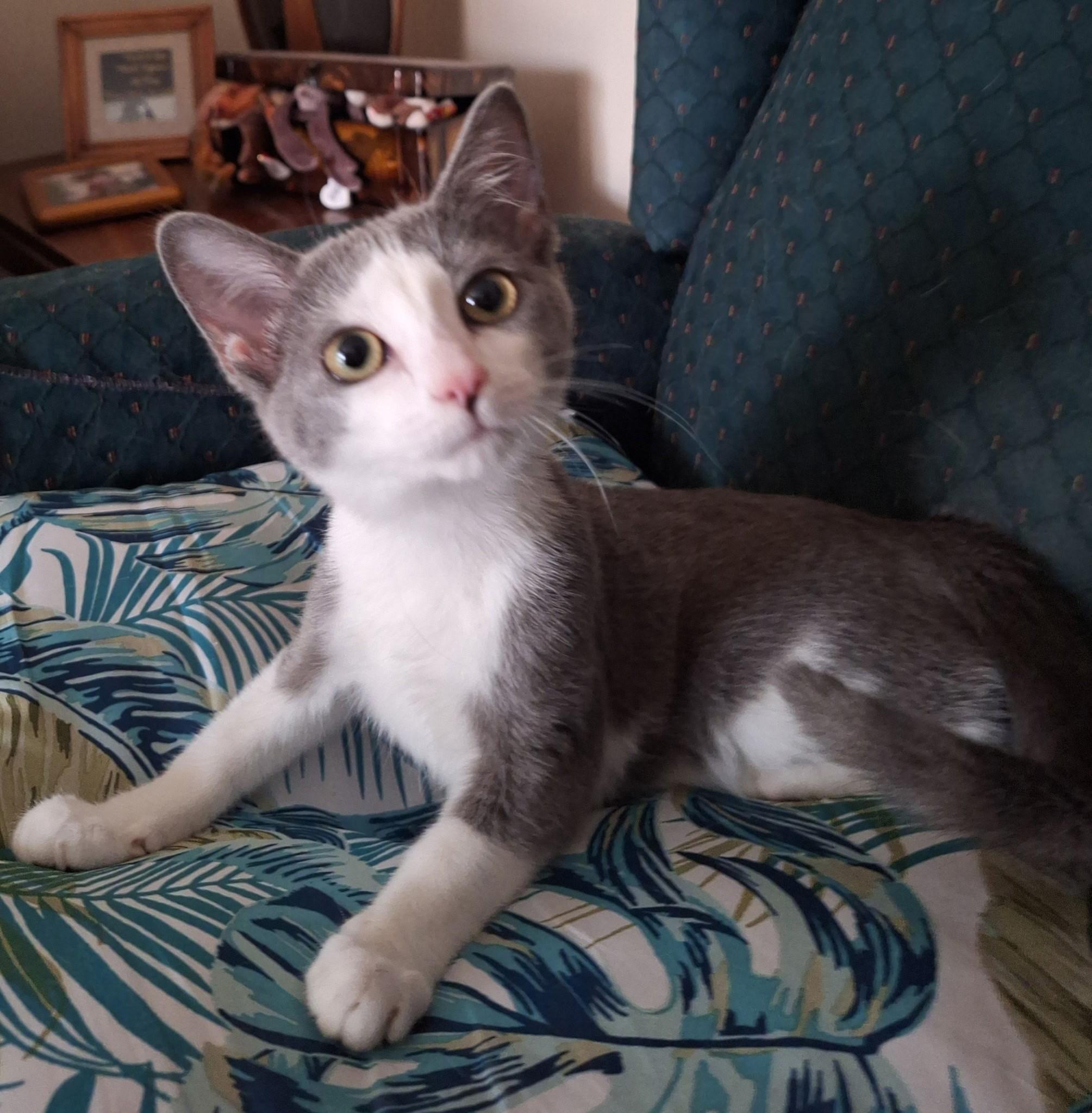 Enlarge Violet - Sweetheart needs a playful feline in new home, a Adoptable Domestic Short Hair in Macomb, MI image 2/6
