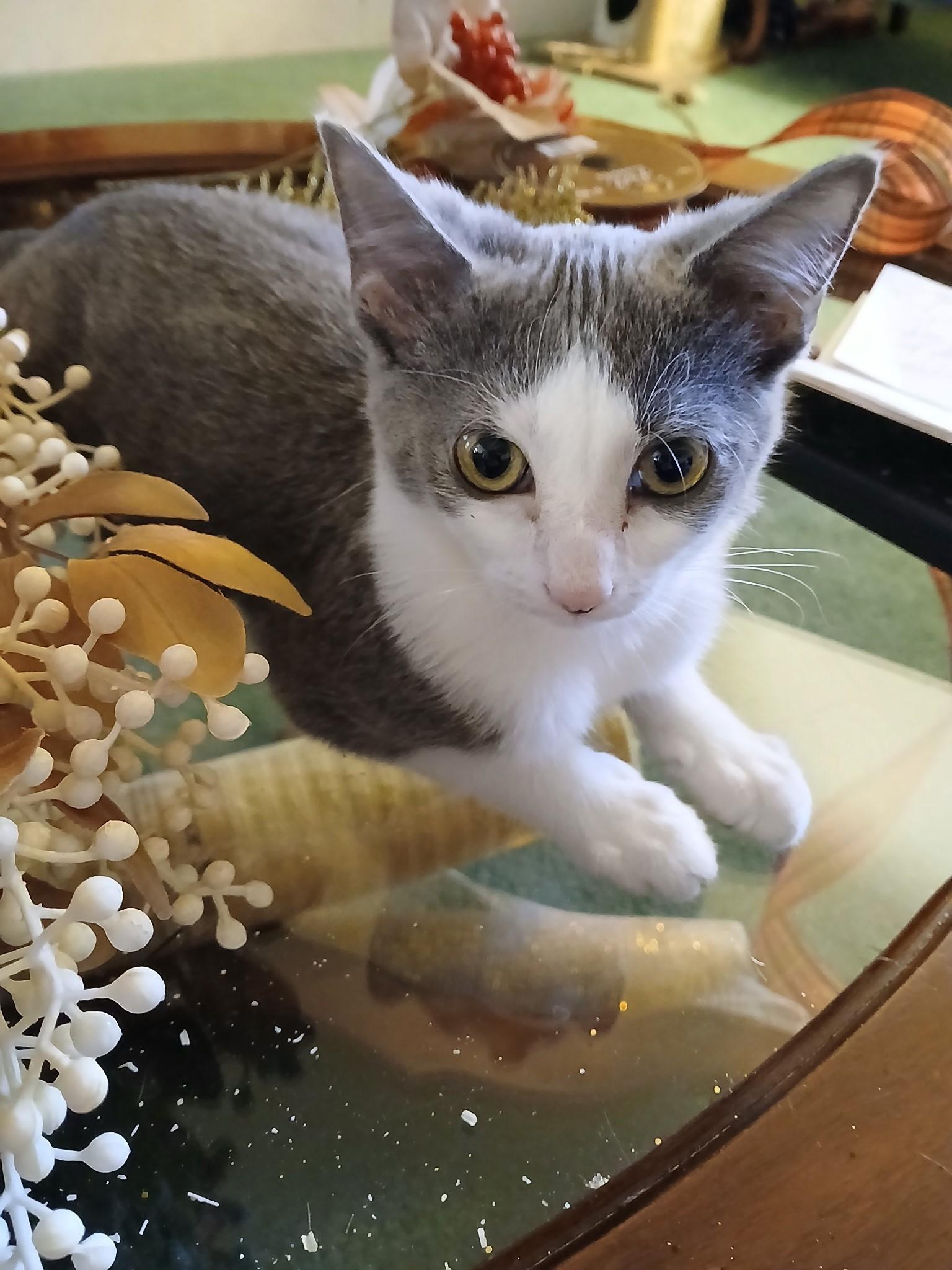 Enlarge Violet - Sweetheart needs a playful feline in new home, a Adoptable Domestic Short Hair in Macomb, MI image 1/6