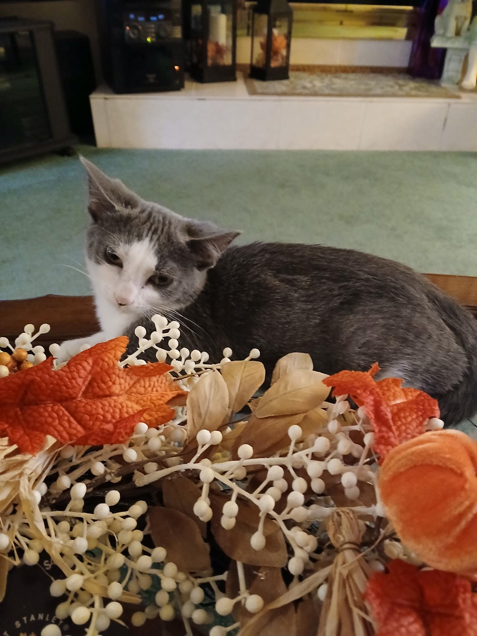 Enlarge Violet - Sweetheart needs a playful feline in new home, a Adoptable Domestic Short Hair in Macomb, MI image 5/6