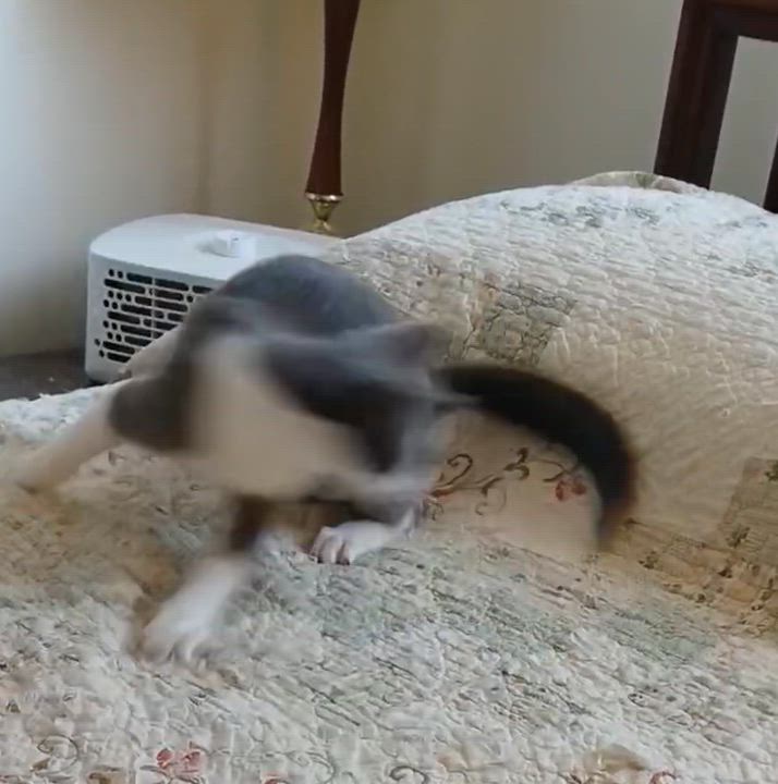 Enlarge Violet - Sweetheart needs a playful feline in new home, a Adoptable Domestic Short Hair in Macomb, MI video 6/6