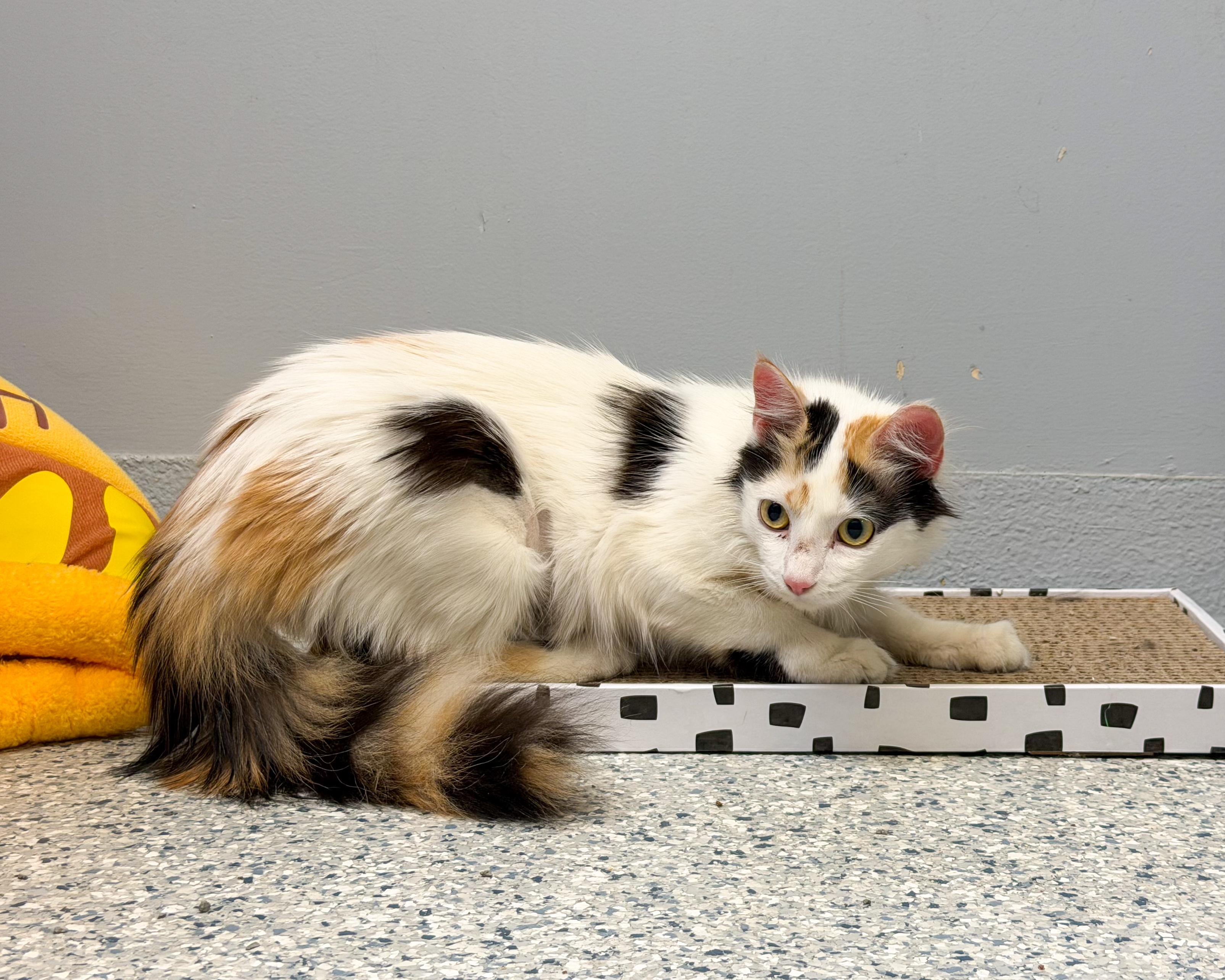 Enlarge Tracy, an adopted Domestic Medium Hair in Scituate, MA image 2/4