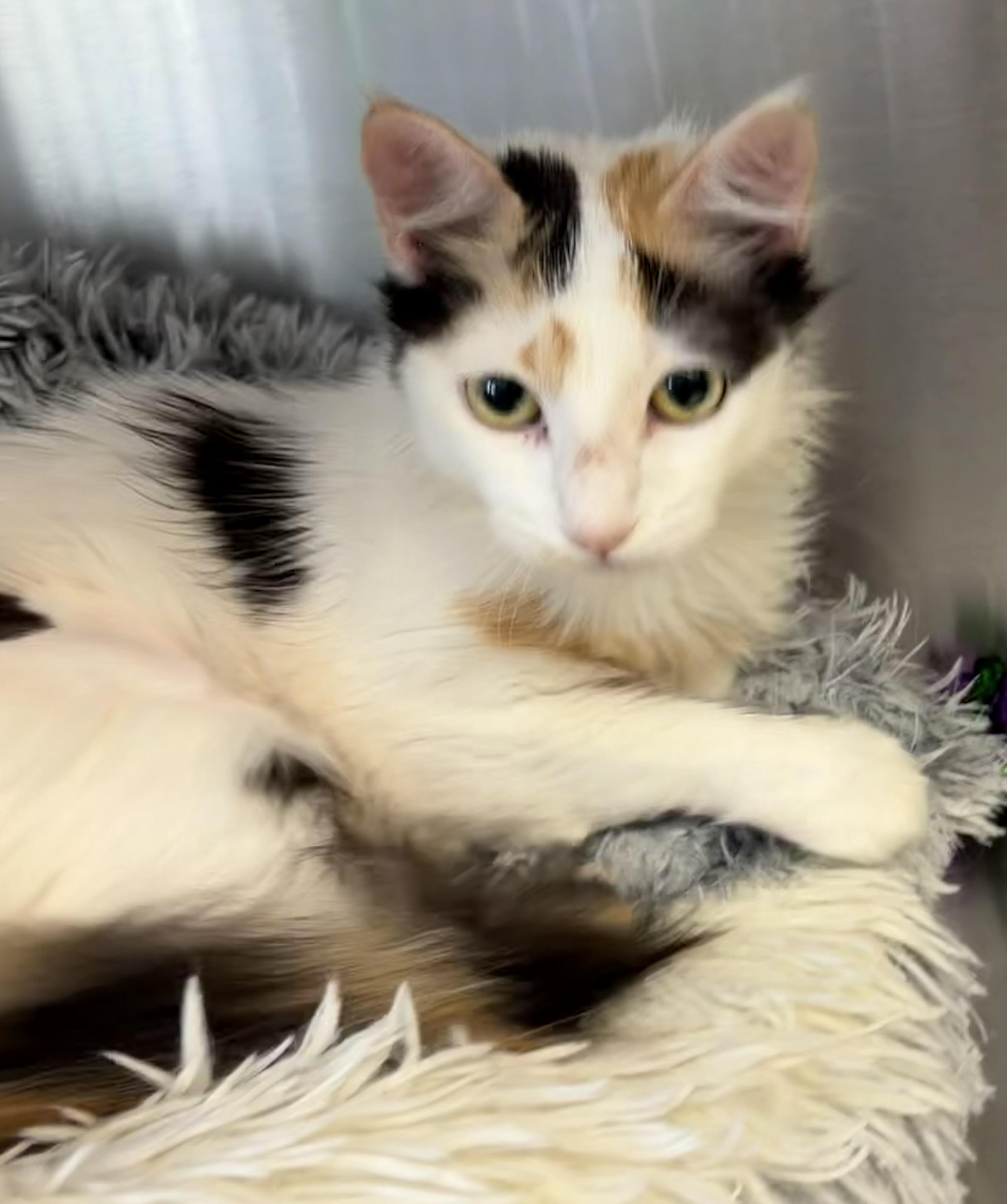 Enlarge Tracy, an adopted Domestic Medium Hair in Scituate, MA image 3/4