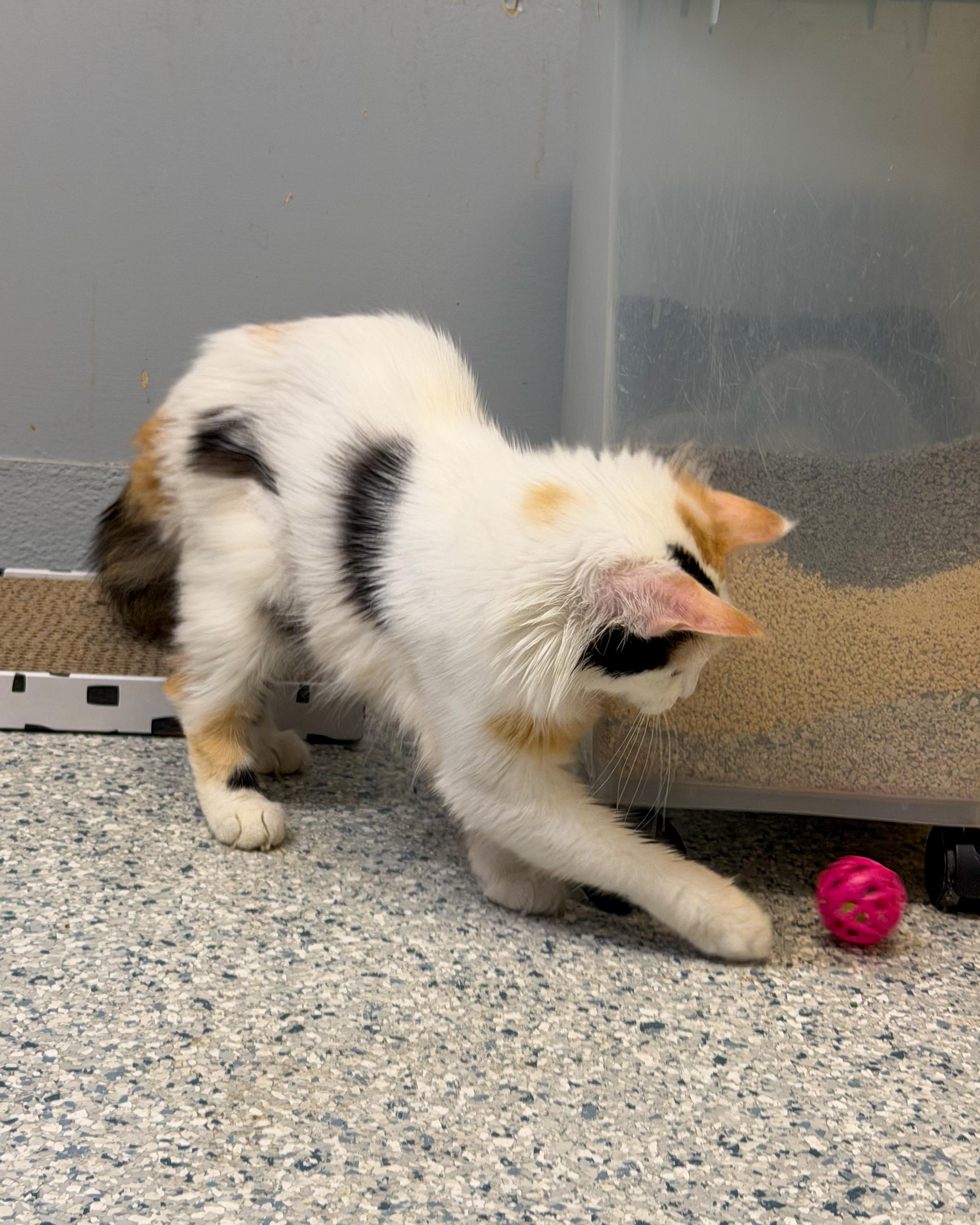 Enlarge Tracy, an adopted Domestic Medium Hair in Scituate, MA image 4/4