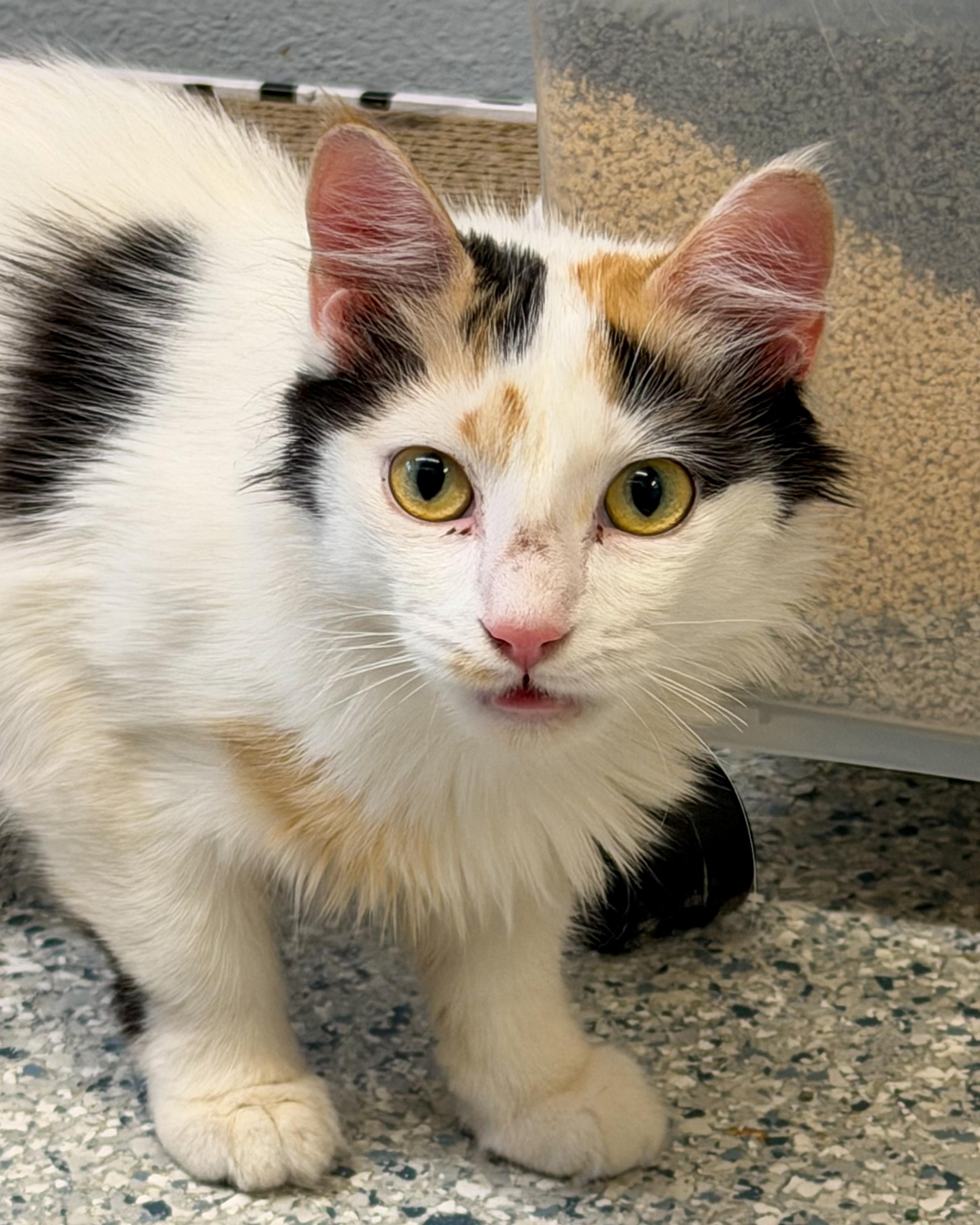 Tracy, adopted, Young Female Domestic Medium Hair.