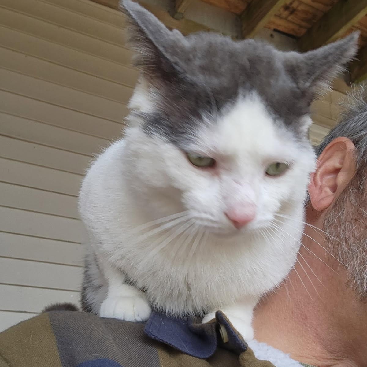 Odie, a ADOPTABLE Domestic Short Hair in Rockford, MI image 5/6