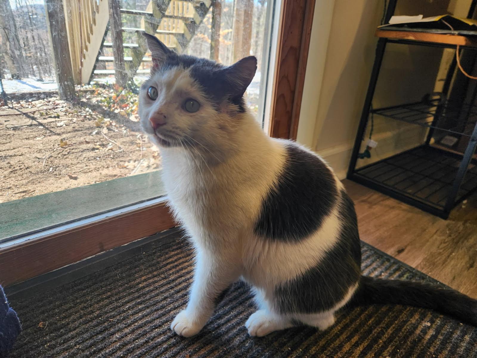 Odie, a ADOPTABLE Domestic Short Hair in Rockford, MI image 3/6