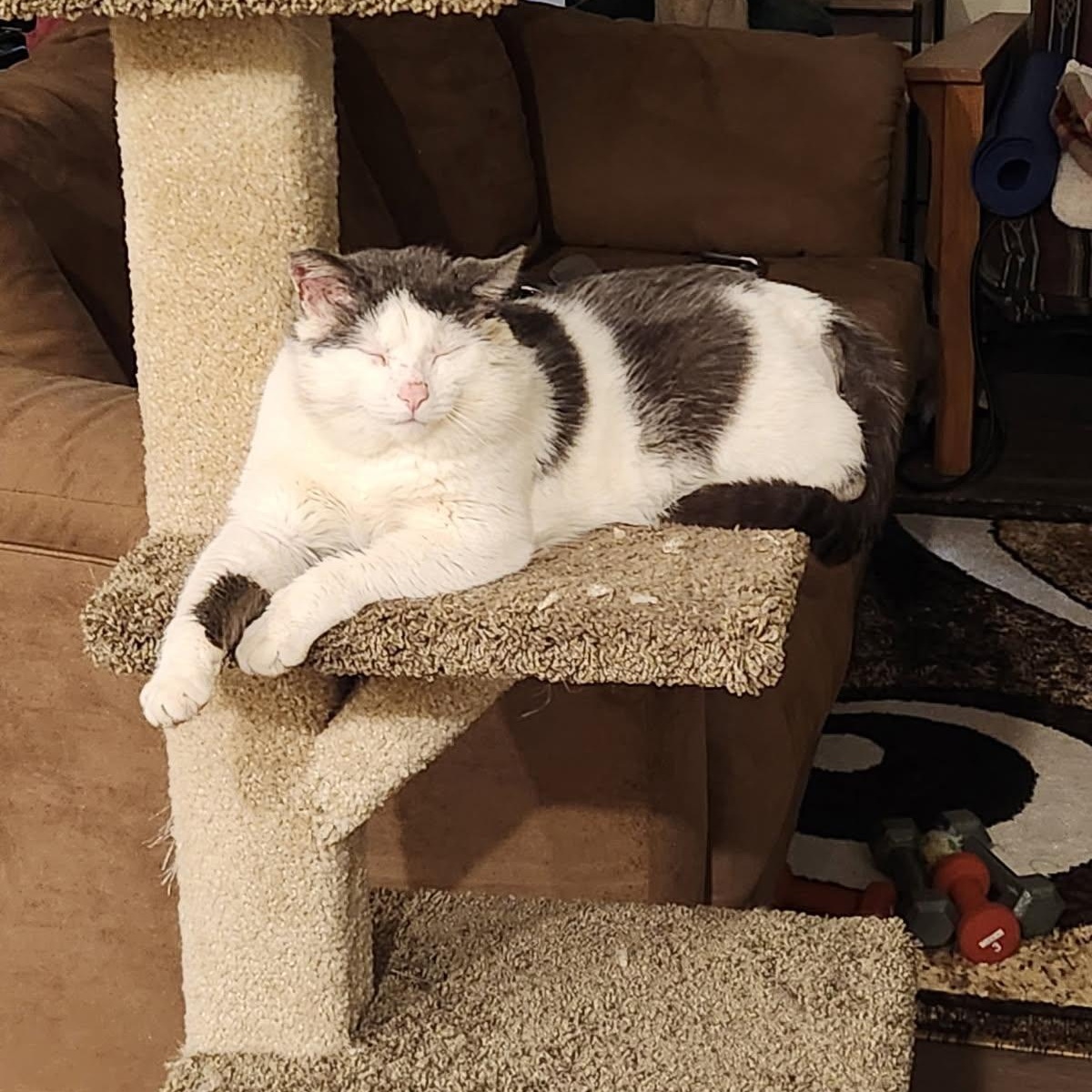 Odie, a ADOPTABLE Domestic Short Hair in Rockford, MI image 6/6