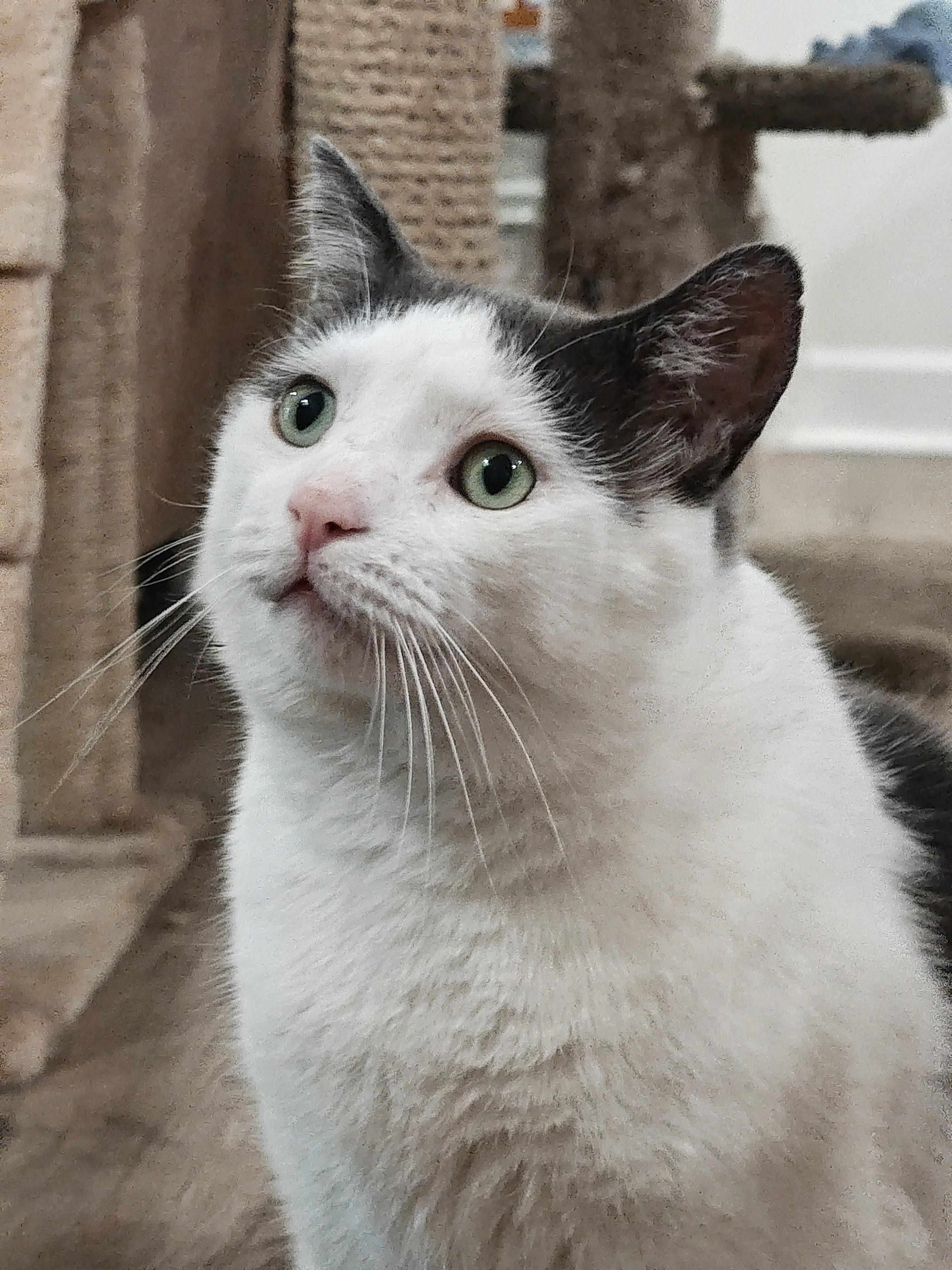 Odie, ADOPTABLE, Adult Male Domestic Short Hair.