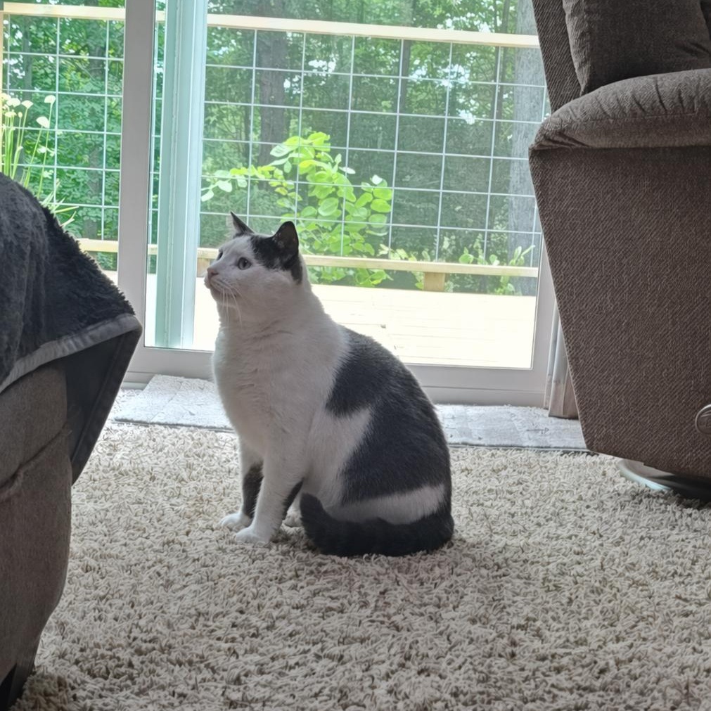 Odie, a ADOPTABLE Domestic Short Hair in Rockford, MI image 2/6