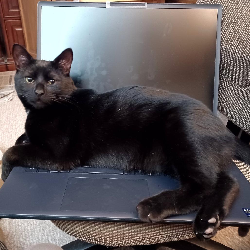 Enlarge Boris, a Adoptable Domestic Short Hair in Novelty, OH image 1/6