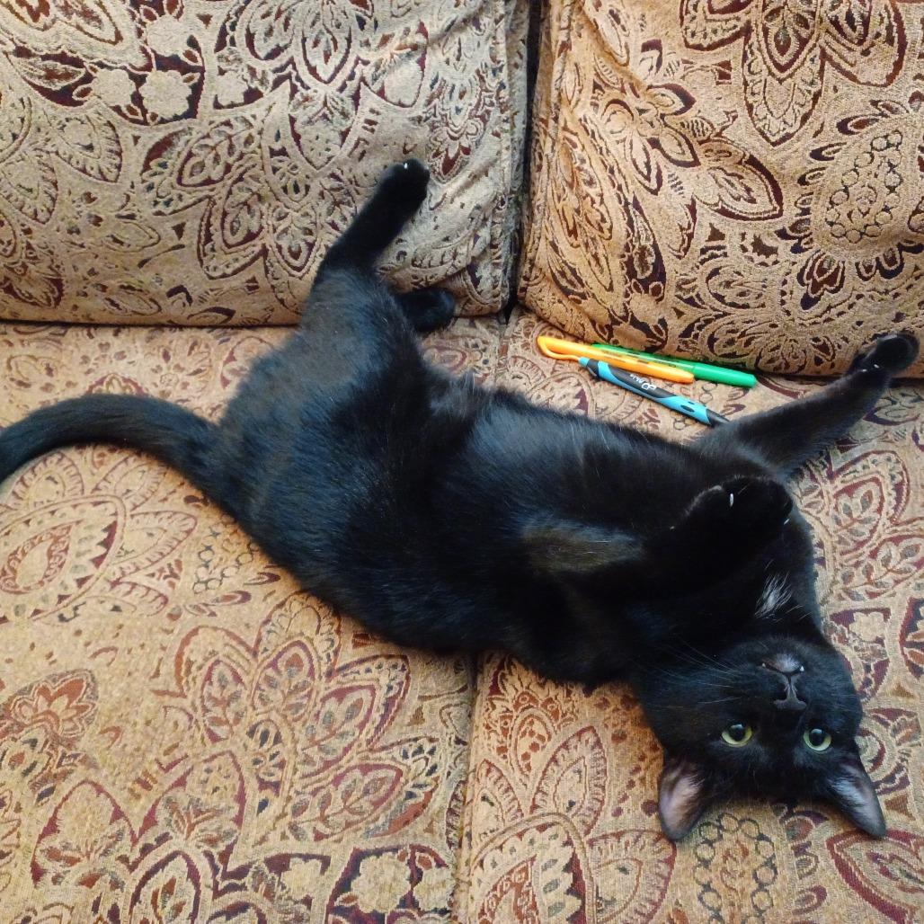 Enlarge Boris, a Adoptable Domestic Short Hair in Novelty, OH image 2/6