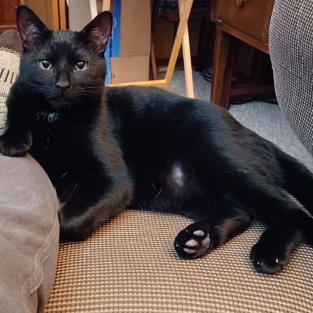 Enlarge Boris, a Adoptable Domestic Short Hair in Novelty, OH image 3/6