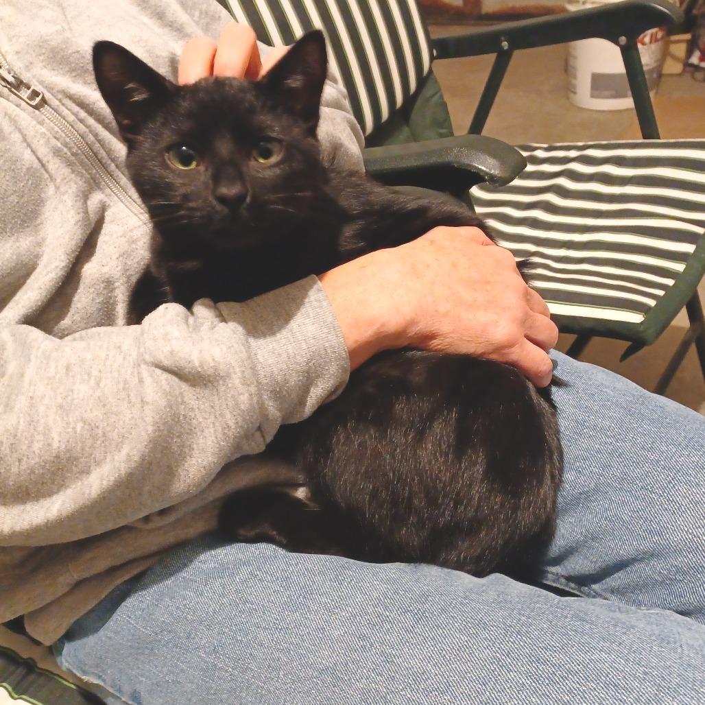 Enlarge Boris, a Adoptable Domestic Short Hair in Novelty, OH image 4/6