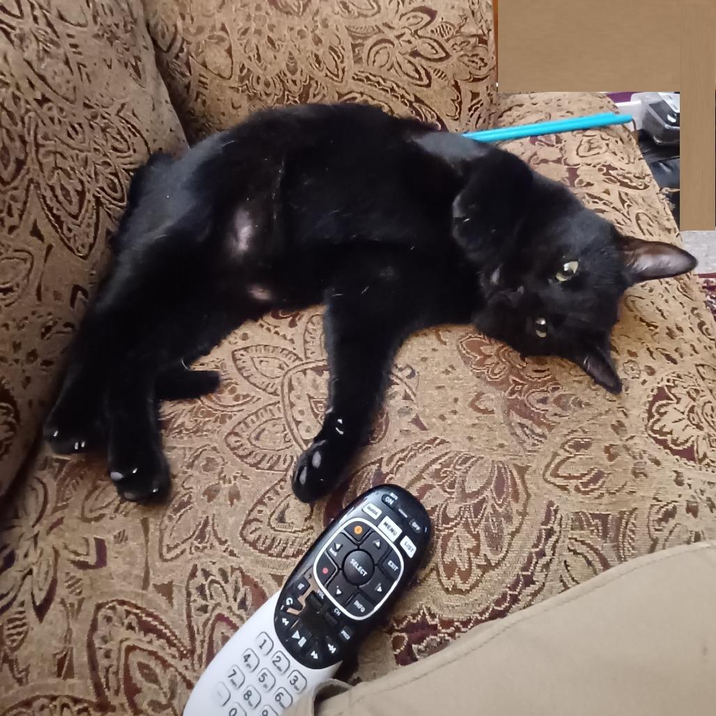 Enlarge Boris, a Adoptable Domestic Short Hair in Novelty, OH image 5/6