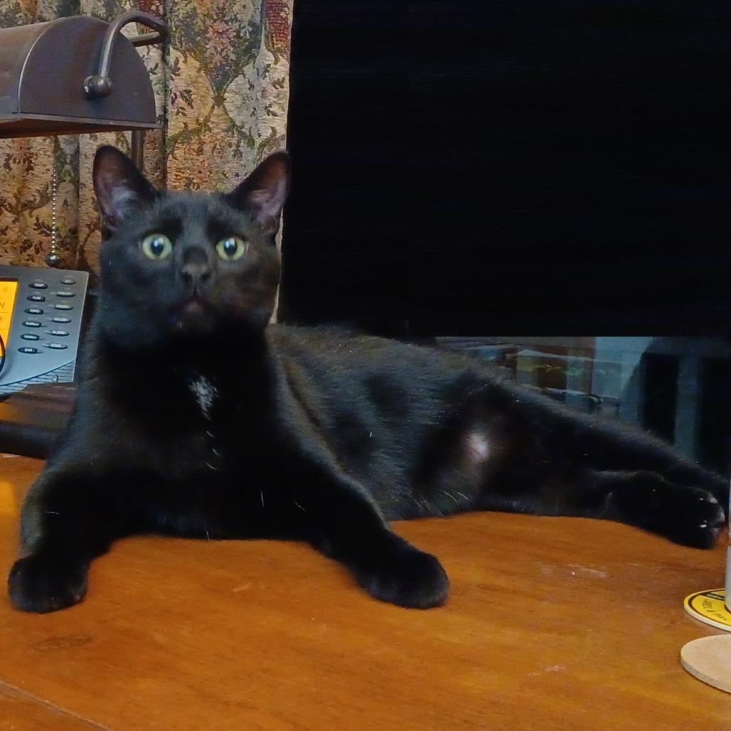 Enlarge Boris, a Adoptable Domestic Short Hair in Novelty, OH image 6/6