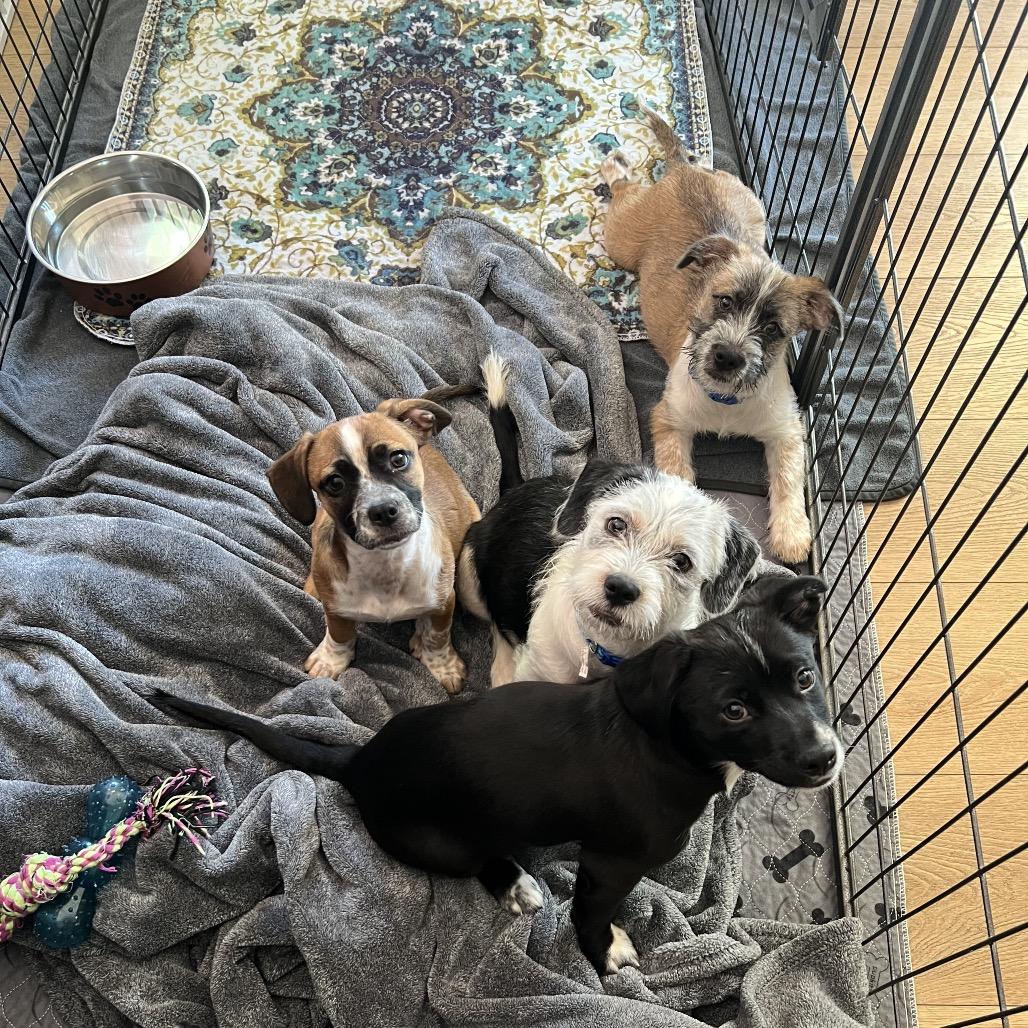 Enlarge Amy Rose, a Adoptable mixed breed image 2/6