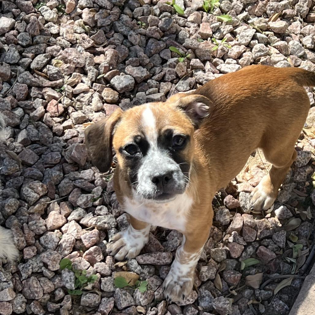 Enlarge Amy Rose, a Adoptable mixed breed image 3/6