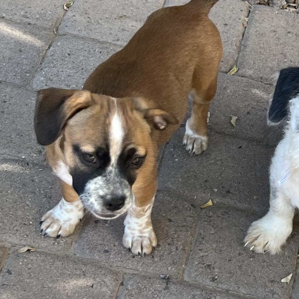 Enlarge Amy Rose, a Adoptable mixed breed image 5/6