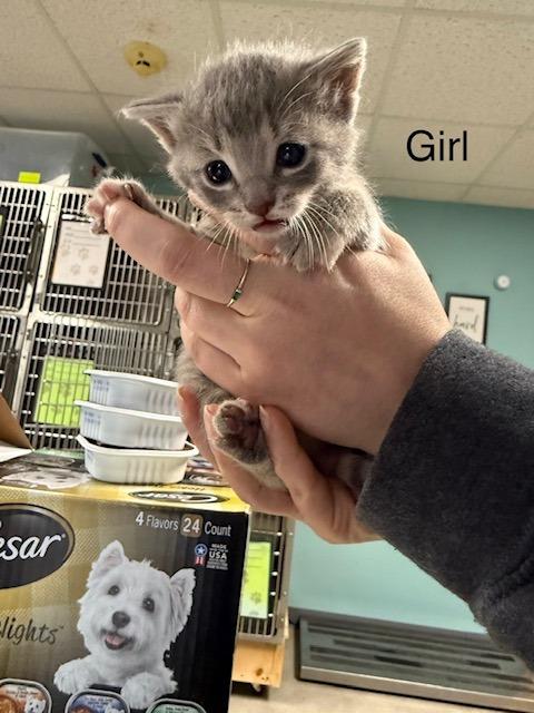 Mousie, Adoptable, Kitten Female Domestic Short Hair.