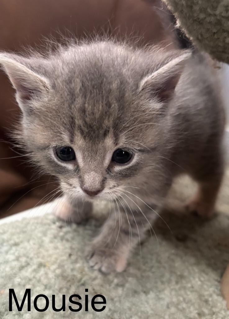 Enlarge Mousie, a Adoptable Domestic Short Hair in Archbold , OH image 2/3