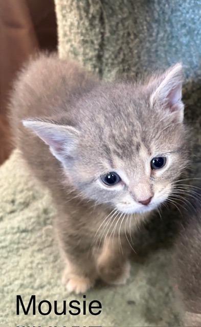 Enlarge Mousie, a Adoptable Domestic Short Hair in Archbold , OH image 3/3