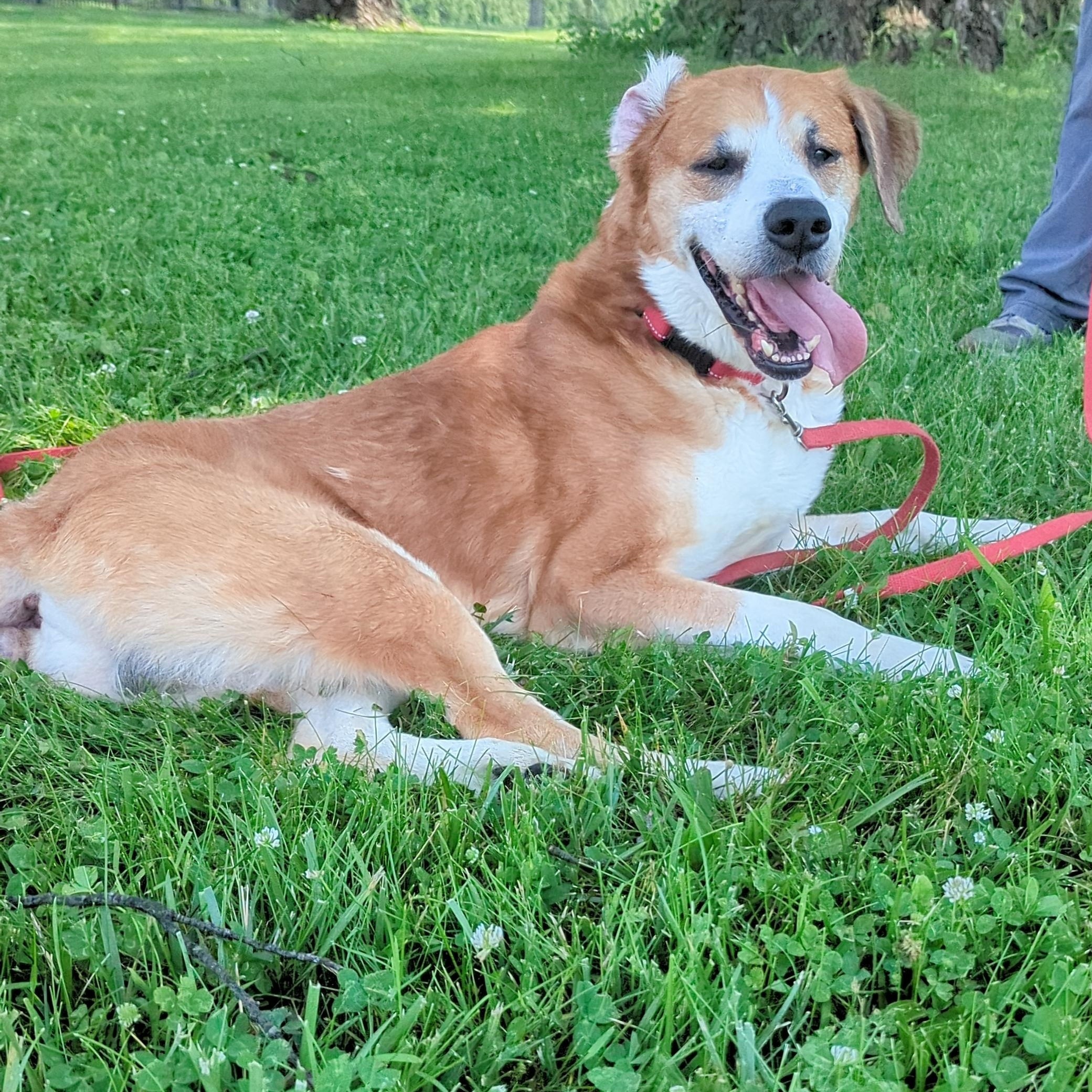 Enlarge Artie, a Adopted mixed breed in Valparaiso, IN image 2/2