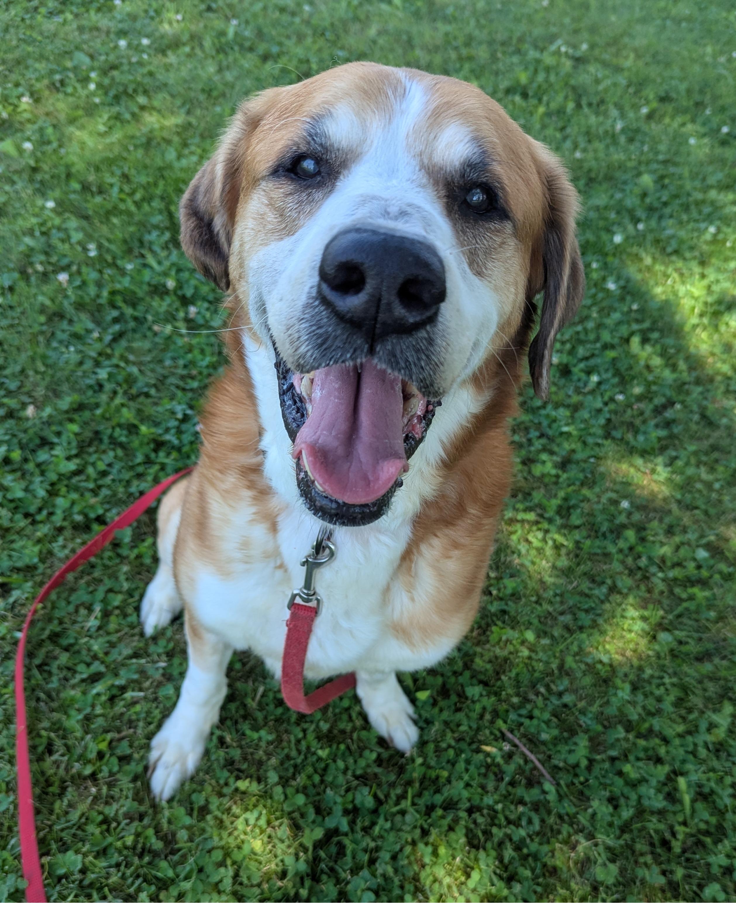 Enlarge Artie, a Adopted mixed breed in Valparaiso, IN image 1/2