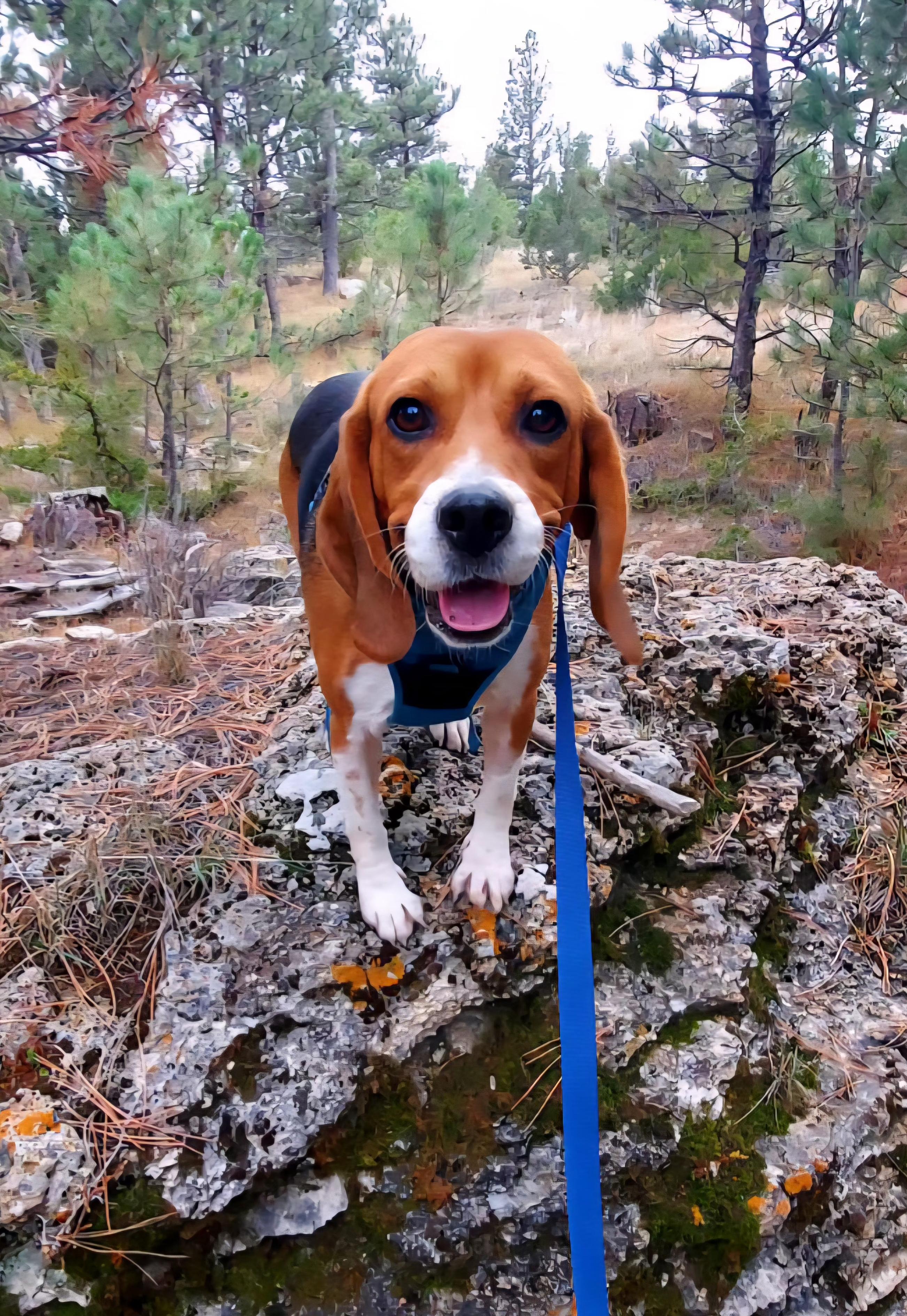 Bessie, an adoptable Beagle in Hartville, WY, 82215 | Photo Image 1