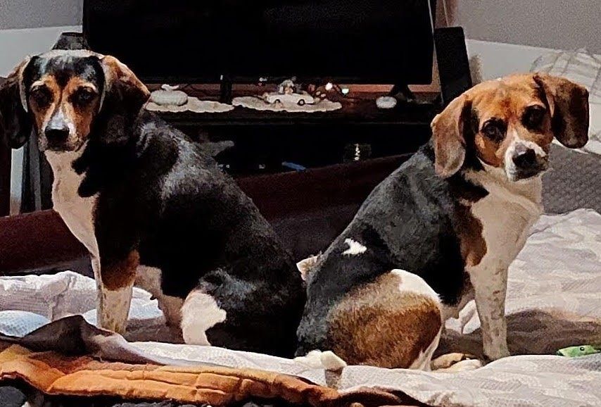 Enlarge Sassy and Sissy, a Adopted Beagle in Columbia City, IN image 2/6