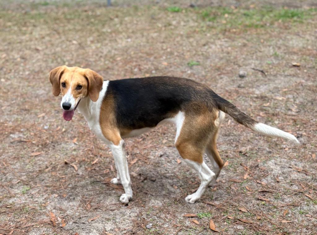 Serenity, Adoptable, Young Female Hound.