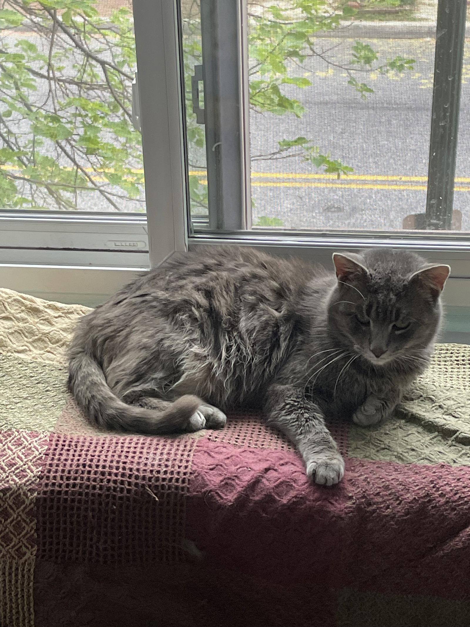 Po, Adopted, Adult Male Domestic Short Hair.