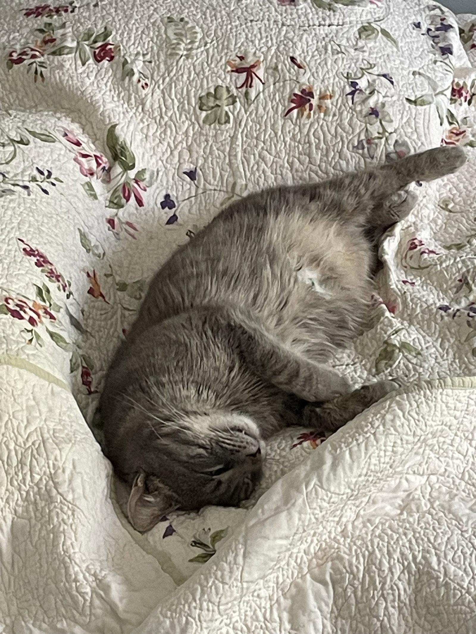 Po, a Adopted Domestic Short Hair in Harrisburg, PA image 3/3