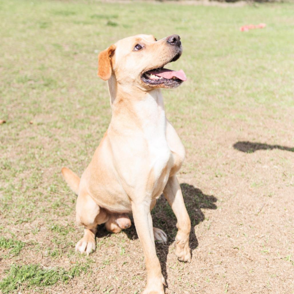 Enlarge Joe, a Adoptable Yellow Labrador Retriever in Valdosta , GA image 1/6