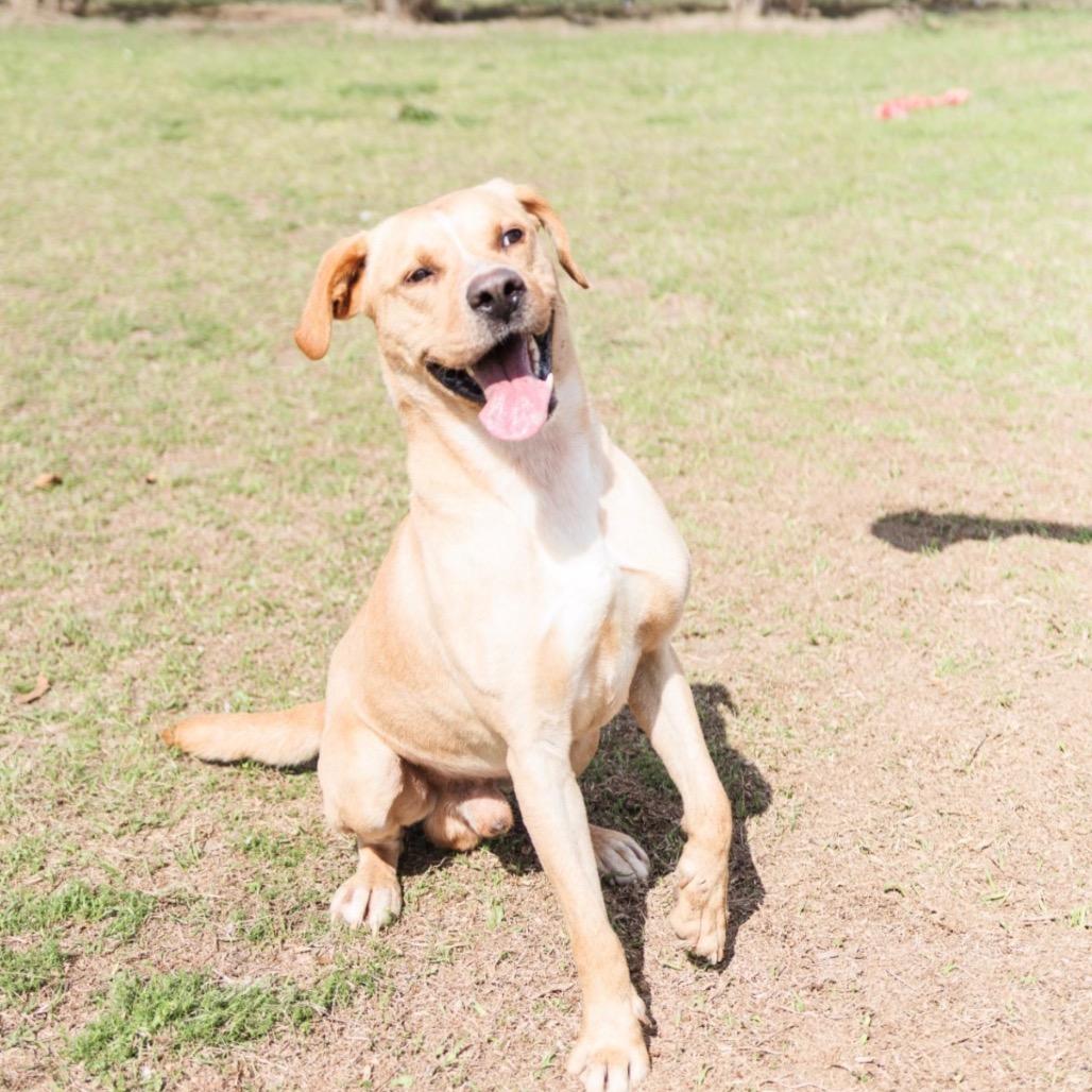 Enlarge Joe, a Adoptable Yellow Labrador Retriever in Valdosta , GA image 2/6
