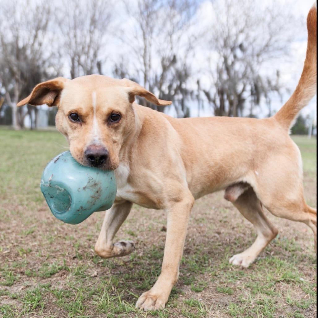 Enlarge Joe, a Adoptable Yellow Labrador Retriever in Valdosta , GA image 3/6
