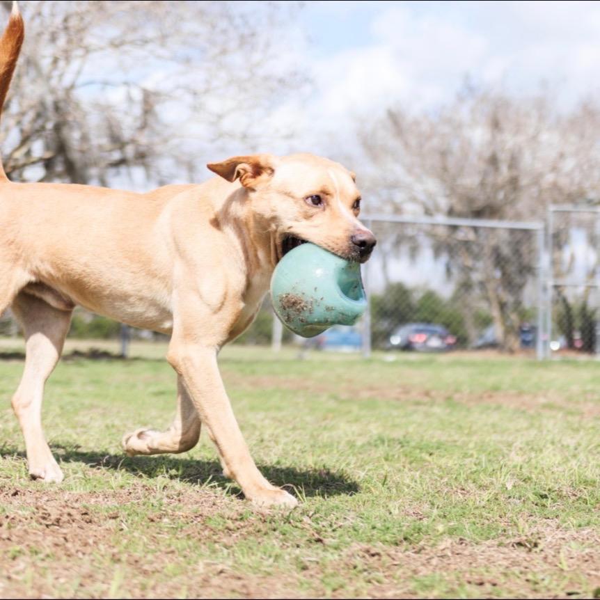 Enlarge Joe, a Adoptable Yellow Labrador Retriever in Valdosta , GA image 4/6