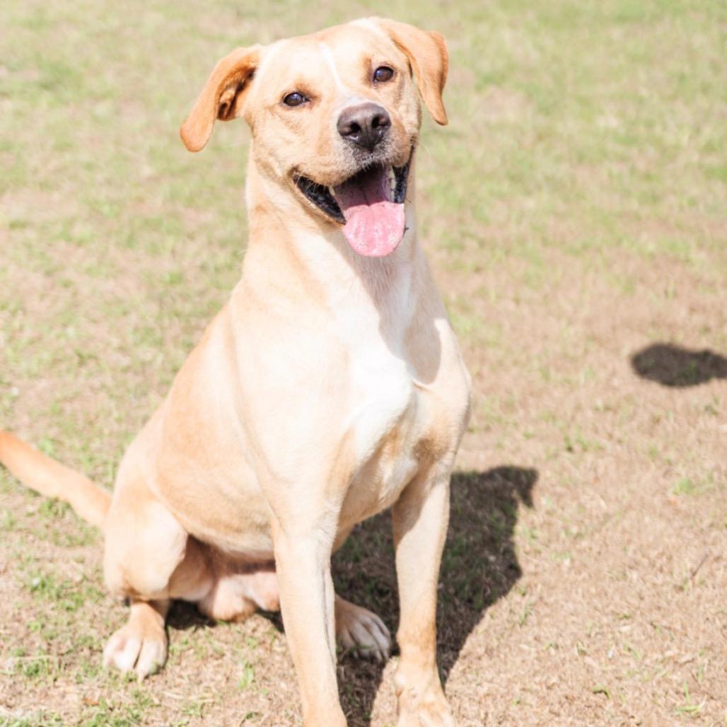 Enlarge Joe, a Adoptable Yellow Labrador Retriever in Valdosta , GA image 5/6