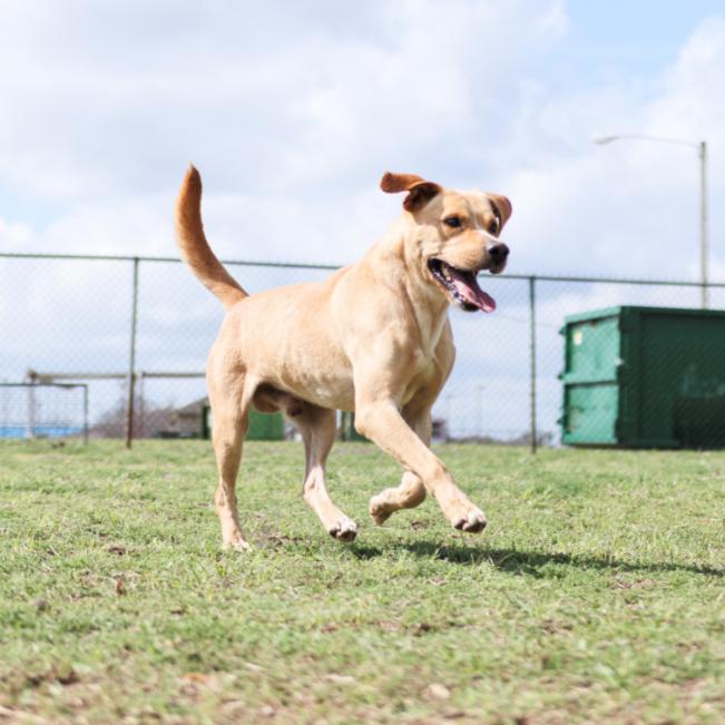 Enlarge Joe, a Adoptable Yellow Labrador Retriever in Valdosta , GA image 6/6