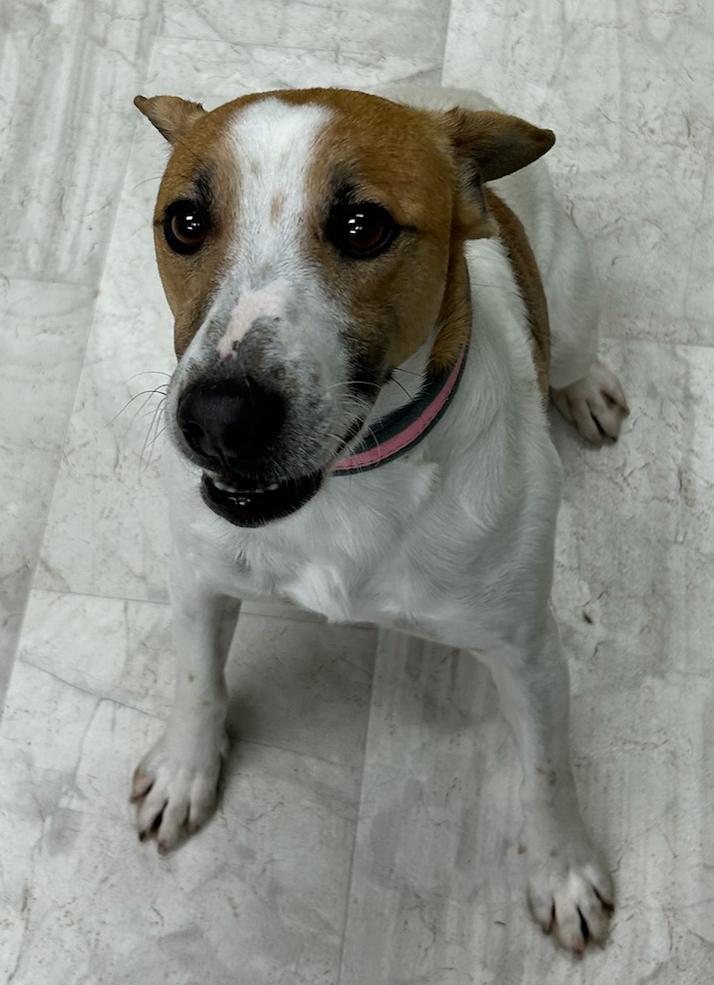 Merle, a Adoptable mixed breed in Neillsville, WI image 3/6