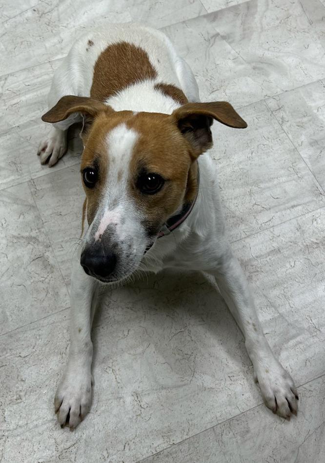 Merle, a Adoptable mixed breed in Neillsville, WI image 4/6