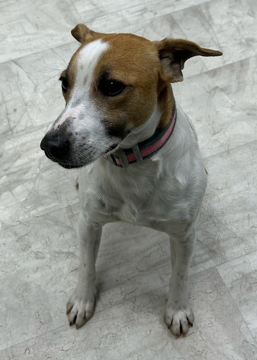 Merle, a Adoptable mixed breed in Neillsville, WI image 2/6