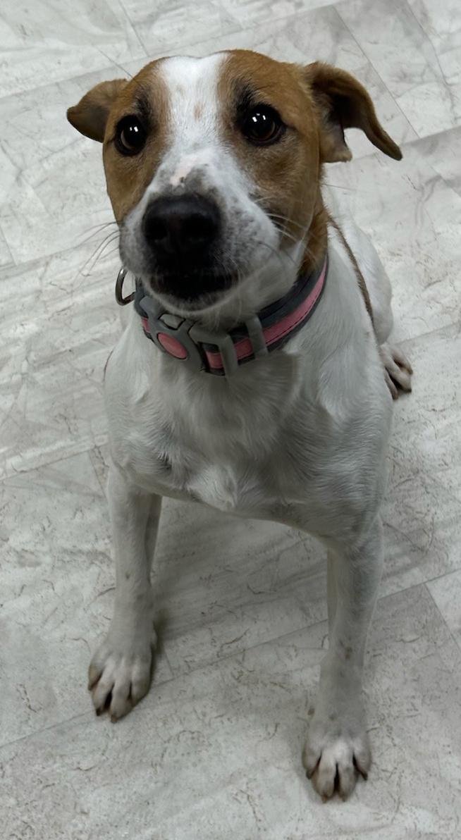 Merle, a Adoptable mixed breed in Neillsville, WI image 6/6