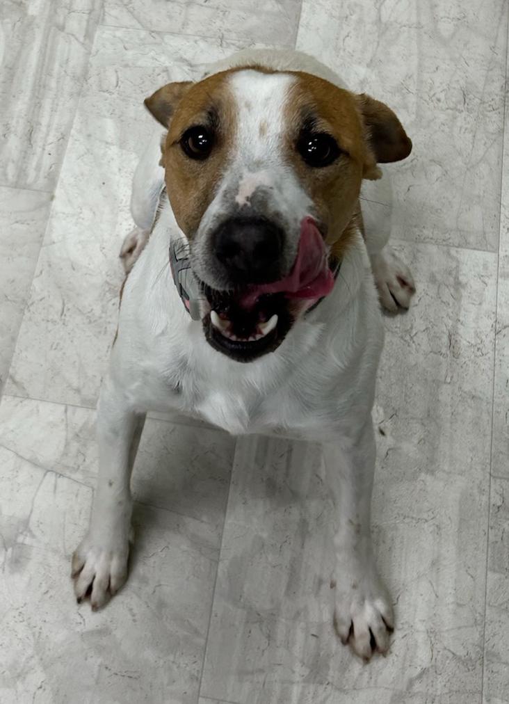 Merle, a Adoptable mixed breed in Neillsville, WI image 5/6