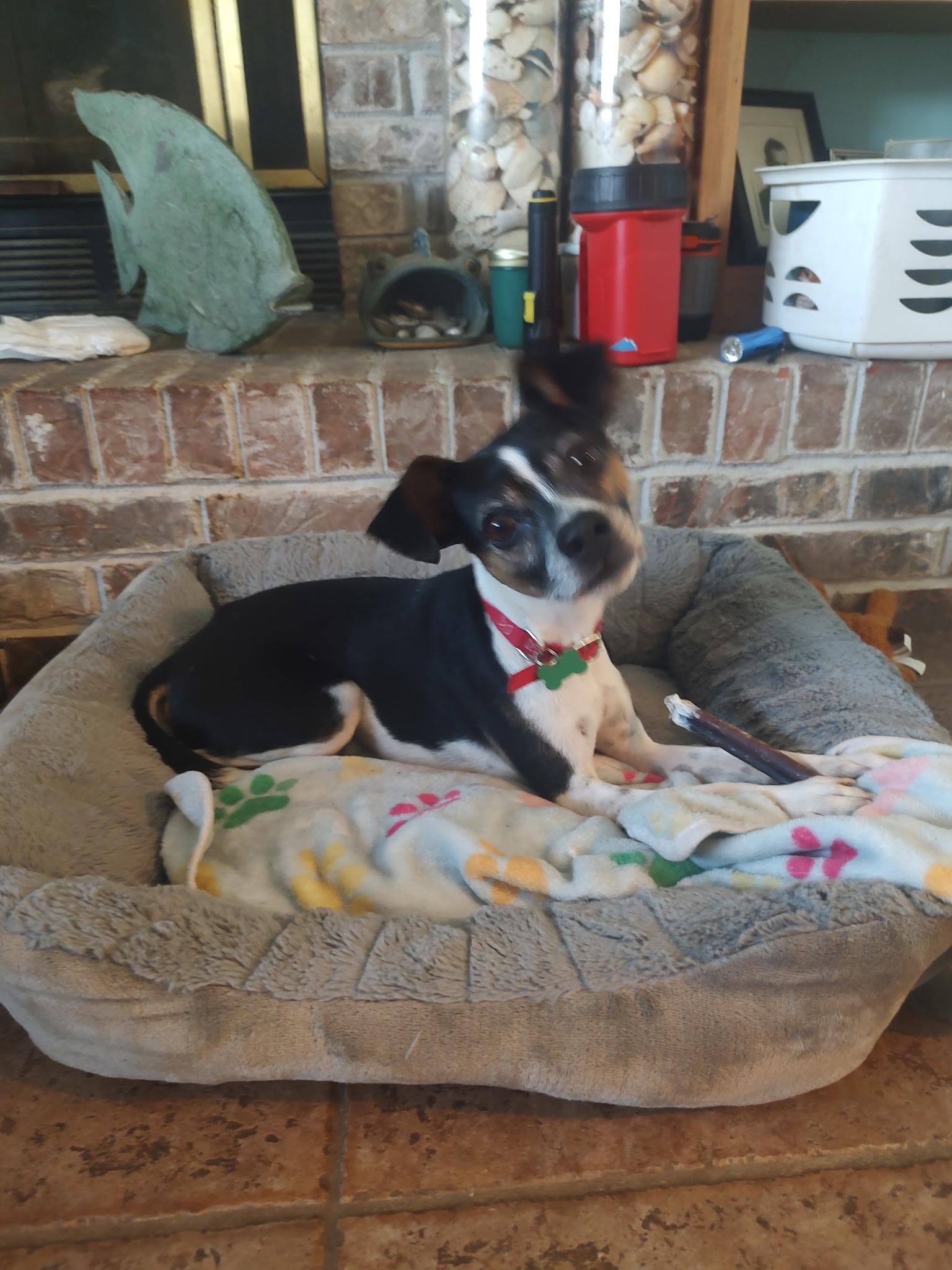 Seltzer, Adoptable, Adult Male Toy Fox Terrier.