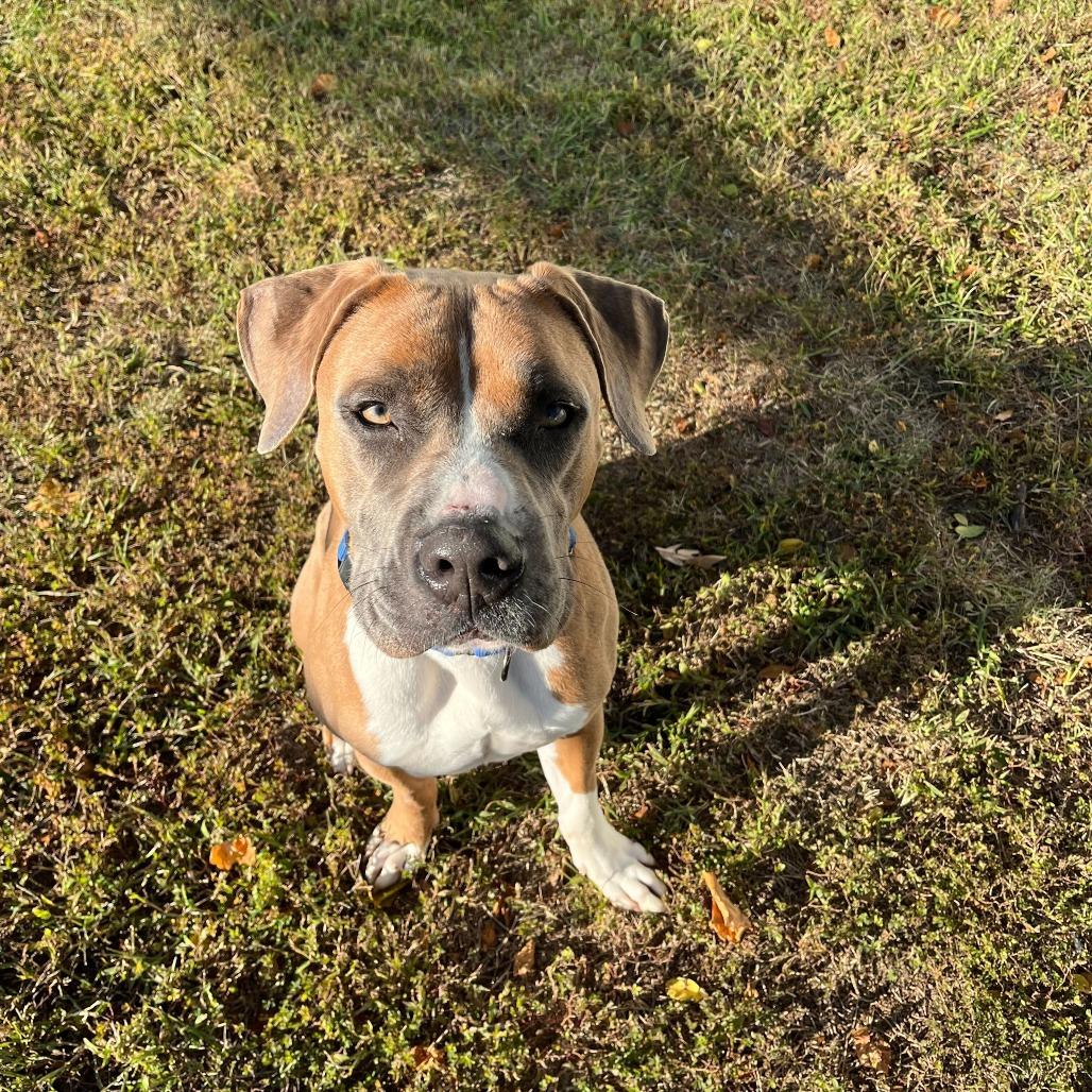 Bungee, Adoptable, Adult Male Mixed Breed.